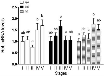 Involvement of Membrane Progestin Receptor Beta (mPRβ/Paqr8) in Sex Pheromone Progestin-Induced Expression of Luteinizing Hormone in the Pituitary of Male Chinese Black Sleeper (Bostrychus Sinensis)